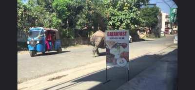 Rhino looking for breakfast in Chitwan, Nepal