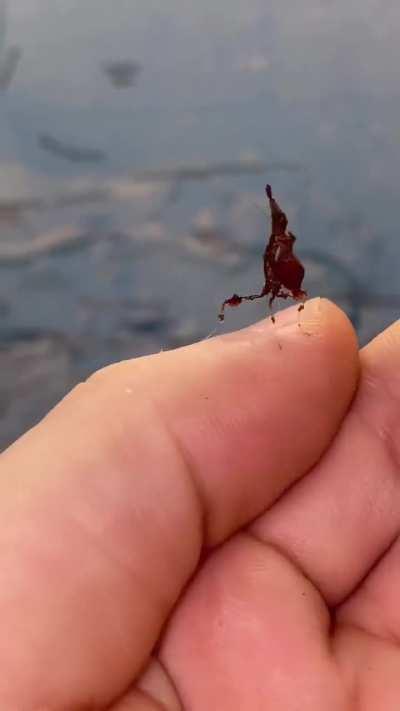 🔥Rare baby dragon mantis from the forests of South America..