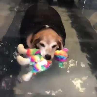 rescue chonk has his very own support toy while he exercises