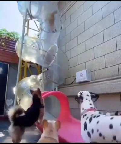 This Satisfying Dog Slide