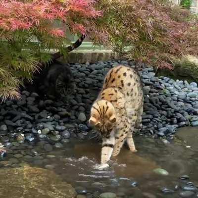 HMC while I play in the Puddle...