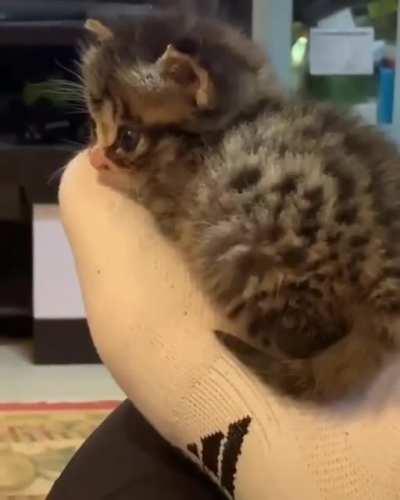 It’s so small aww