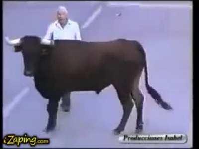 Bull calms down when he recognizes his feeder