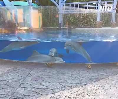 Dolphins observing some squirrels