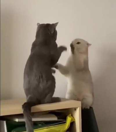 Cat.