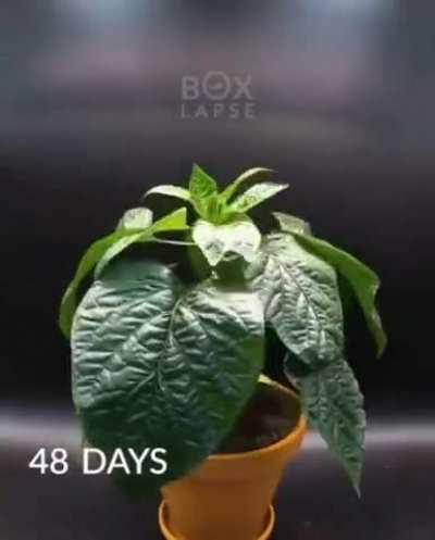 Life cycle (115 days) of a pepper in 60 seconds.