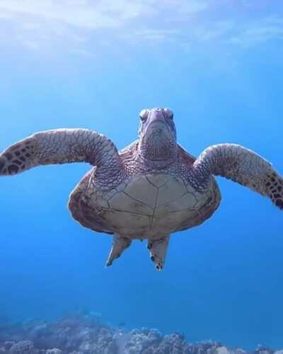 🔥 The most Zen Sea Turtle ever.