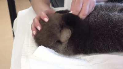 Joey the Sea Otter Pup from Marine Mammal Rescue Centre