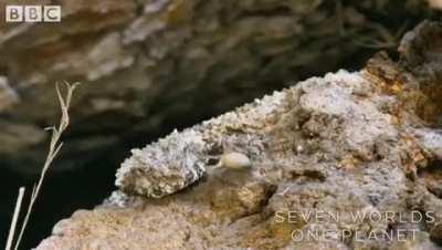 Look closely... that is not a spider. The spider-tailed horned viper uses the tip of its tail to lure birds.