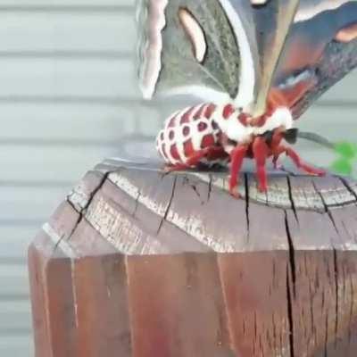 🔥 Cecropia Moth