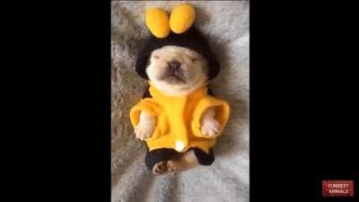 Cute puppy dressed up as a bee while sleeping on a pillow