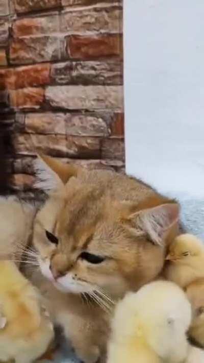 &quot;How a Curious Cat Befriends a Feisty New Chicken: Watch the Adorable Playtime Unfold!&quot;