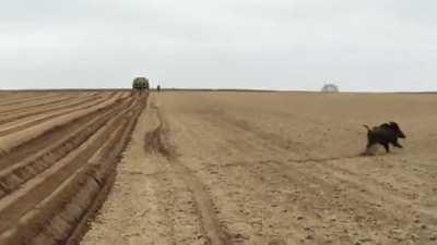 Huge family of Wild Boar running through an open field in Poland 