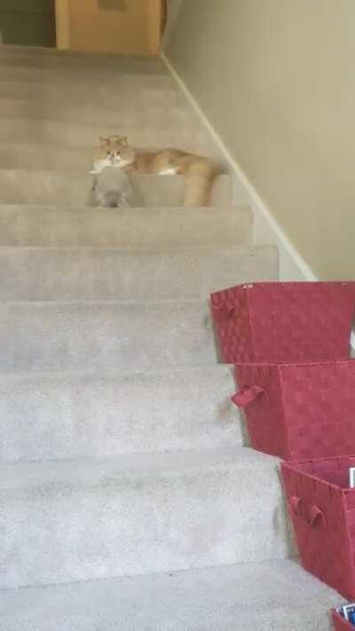 The cats are NOT fans of Lebowski's new stair-climbing skills.