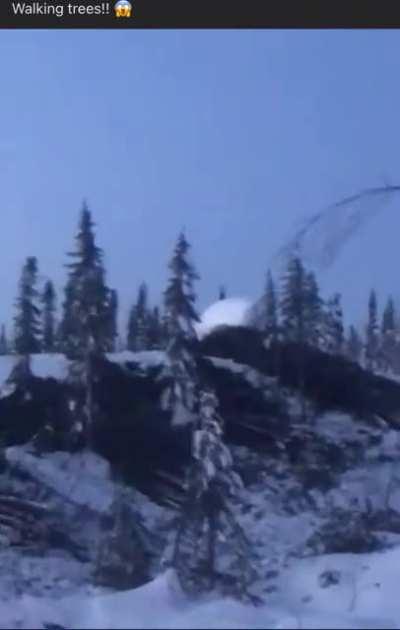 Giant Humanoids caught on camera lifting trees in Canadian wilderness.