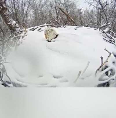 Bald eagle wakes up after a snowfall