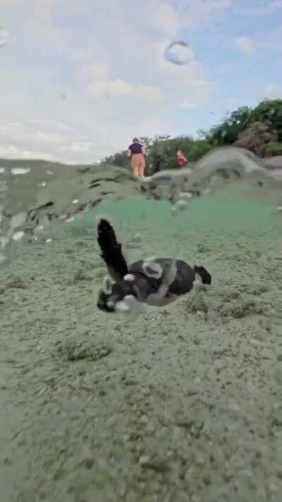 🔥 Baby turtles take to the water for the first time. Heron Island, Queensland Australia