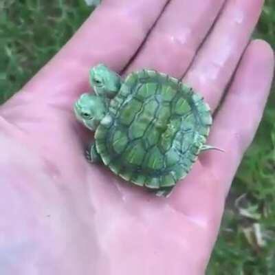 Turtle twins sharing a single shell.