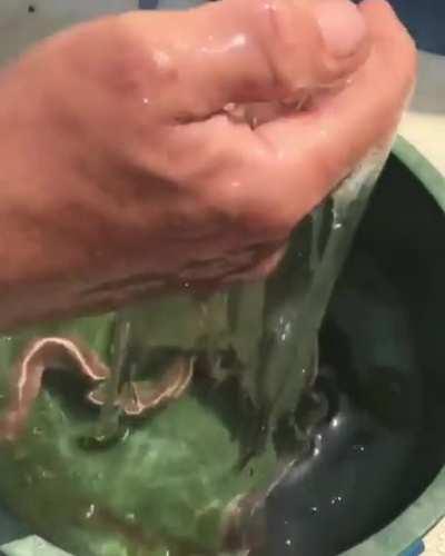 Slime eel produces slimy substance as a self defense mechanism