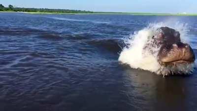 That moment when a hippo charges and all you can think of is Chief Brody from Jaws saying, &quot;You're gonna need a bigger boat&quot;