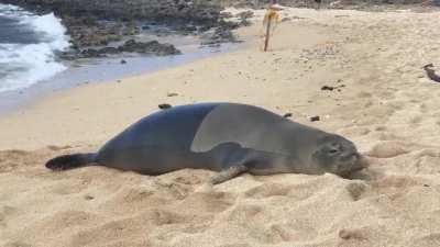 Lazy seal farting