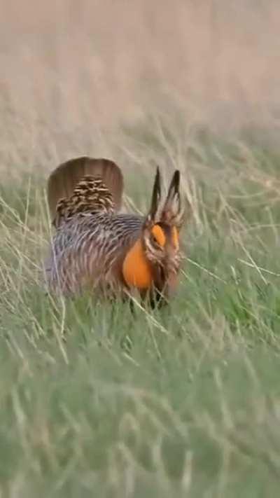 🔥 Attwater's Prairie Chicken