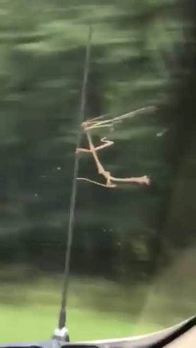 Stick insect hanging on to a car antenna as it speeds