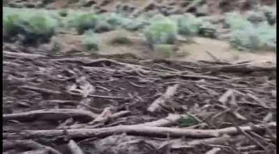 Crazy Flash Flood in Johnson Canyon, Utah.