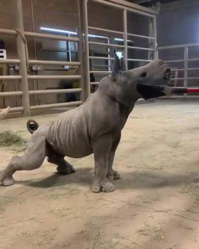 Baby rhino loves a good brushing.