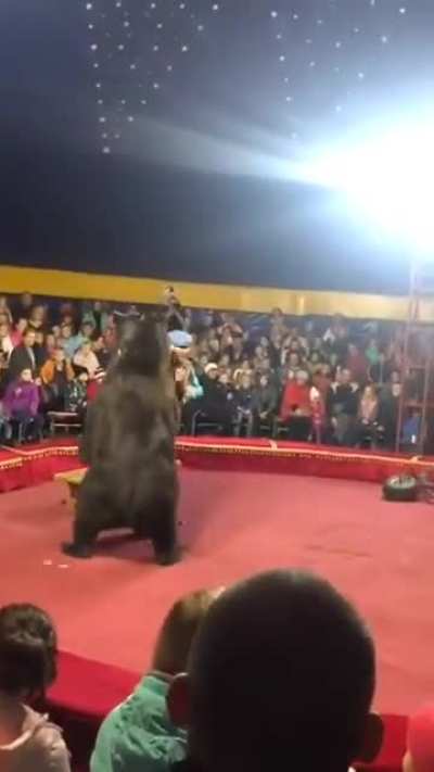 Bear attacks handler during performance