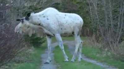 🔥 Canadian White Moose