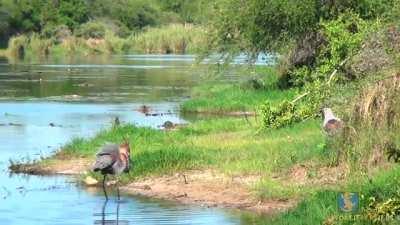 Goliath Heron loses his lunch to an African Fish Eagle and snaps.