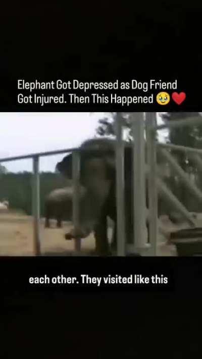 Dog and Elephant are best friends.