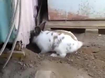 This rabbit saving a cat who couldn’t find its way out