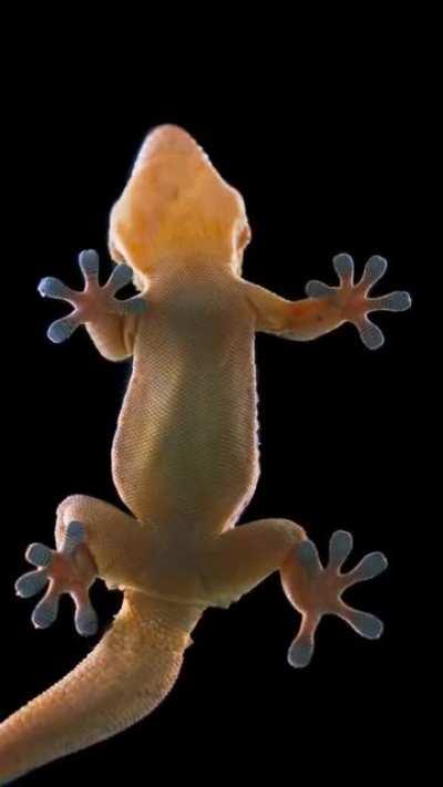 Gecko feet!