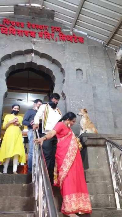 Doggo In Maharashtra(India) Temple Shakes Hands, ‘Blesses’ Devotees On Their Way Out