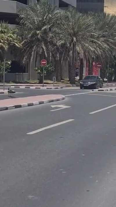 Peacock casually crossing the road near Emirates towers