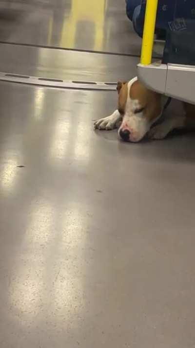 Find someone that treats you like this dog treats the subway floor