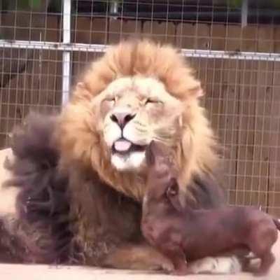 King of the jungle enjoying a hot dog