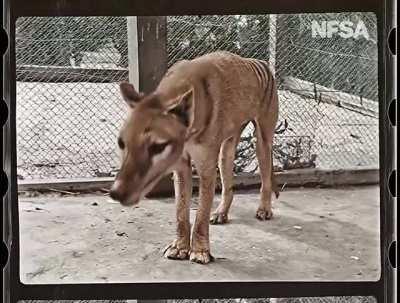 Colorized Footage of Thylacine in Zoo