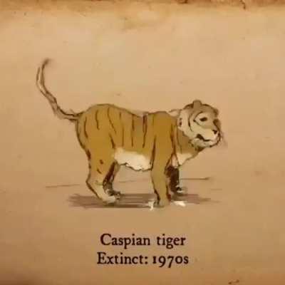 A list of some of the animals that have gone extinct within the past century