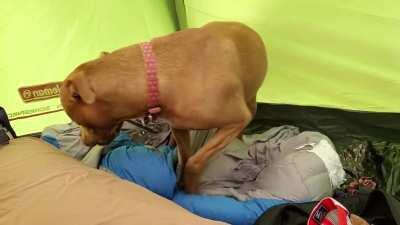 Me and my friend's dog got anxious at the same time. She followed me into my tent and spent the night with me.