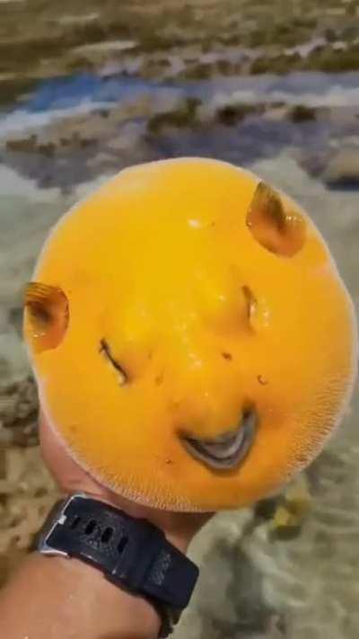 Mango fish