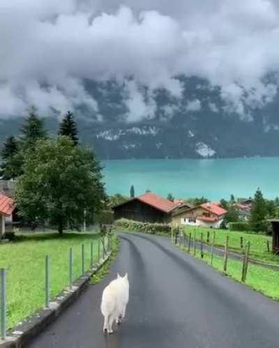 Lake Brienz in Switzerland