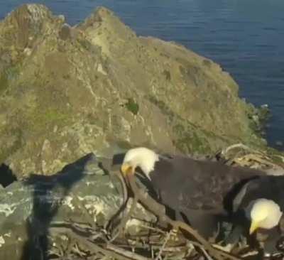 This eagle couple having a disagreement on how to organize nest