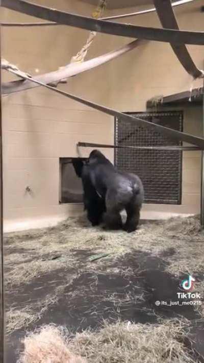 A gorilla sliding towards zoo-goers