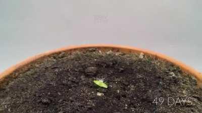 Dragon Fruit Time Lapse