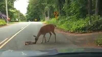 This little baby deer got so scared crossing the road from seeing the car approaching, it dropped down in the middle of the road and wouldn't move. After stopping and turning the car off to help them calm down, the mama deer cautiously came to the rescue.