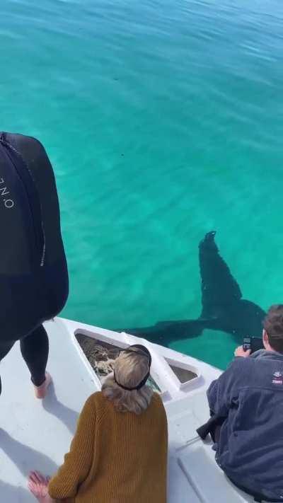 ð¥ A close encounter with a juvenile humpback whale in Coral Bay, Western Australia