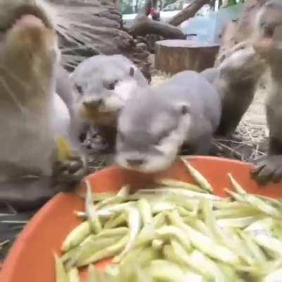 Otter Family Dinner! 🦦